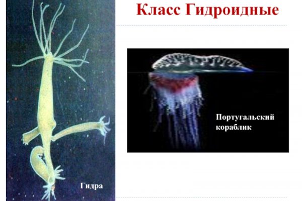 Kraken зеркала kr2web in